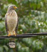 Roadside Hawk