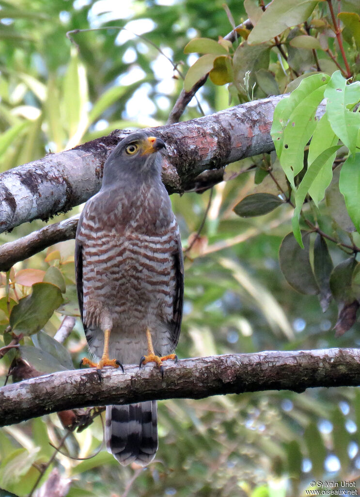 Roadside Hawksubadult