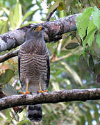 Roadside Hawk