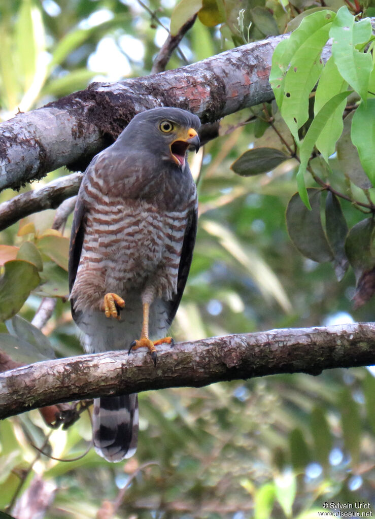 Roadside Hawksubadult