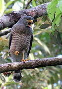 Roadside Hawk