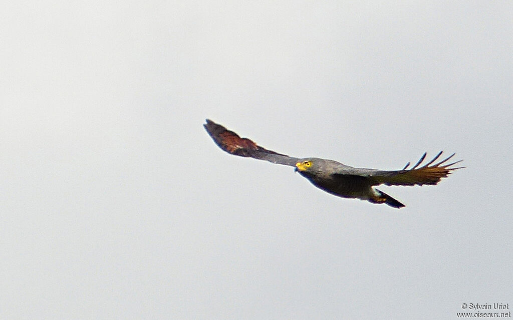 Roadside Hawkadult