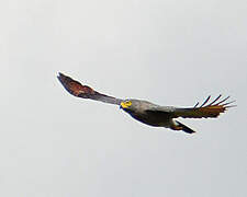 Roadside Hawk