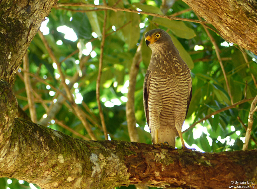 Roadside Hawkadult