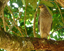 Roadside Hawk