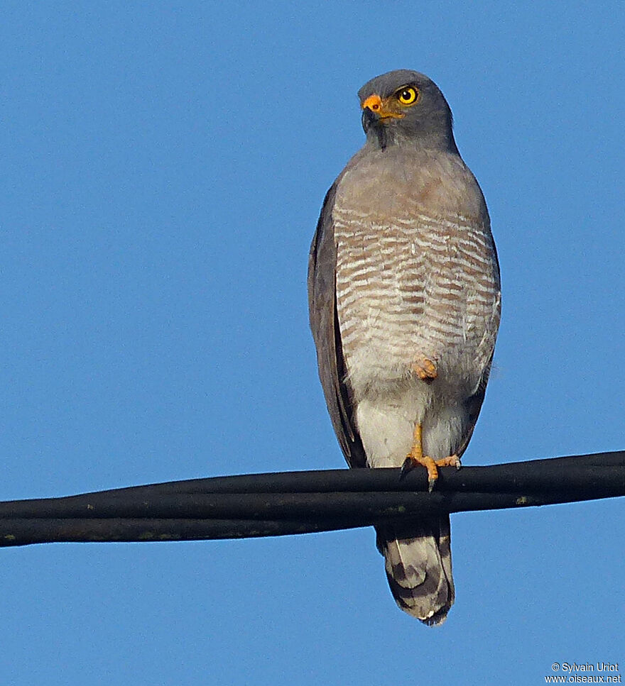 Buse à gros becadulte