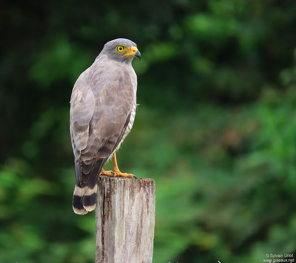 Roadside Hawkadult