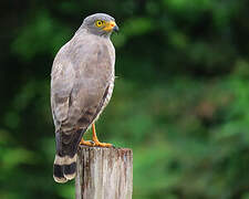 Roadside Hawk