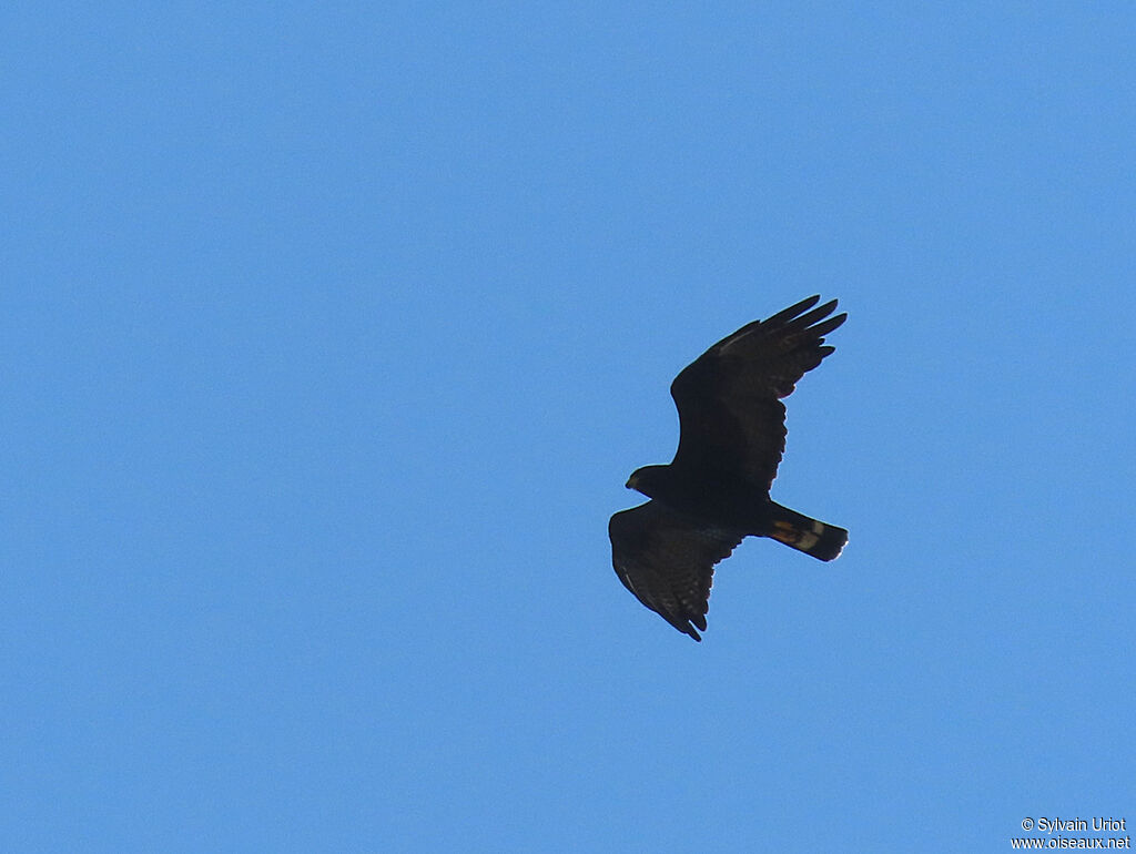 Zone-tailed Hawk male adult