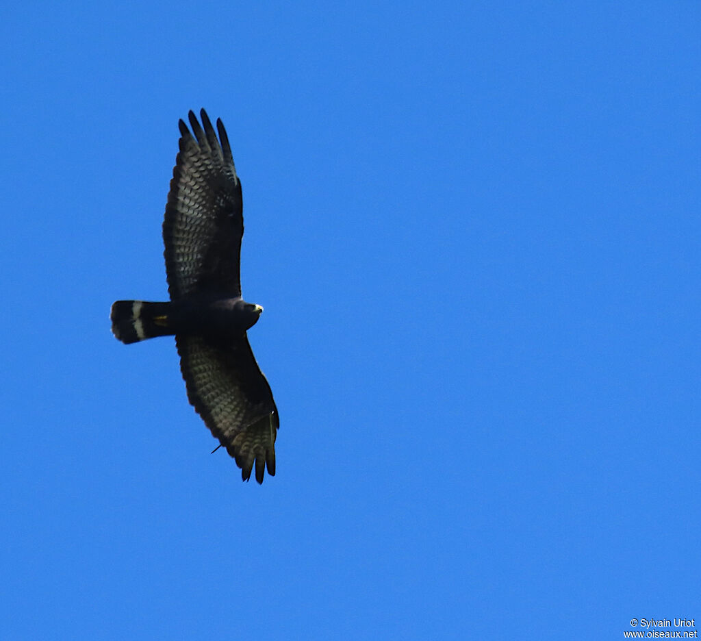 Zone-tailed Hawk male adult