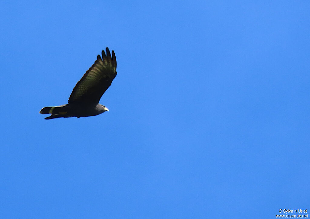 Zone-tailed Hawk male adult