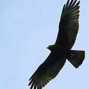 Zone-tailed Hawk