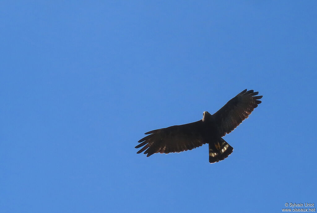 Zone-tailed Hawk female adult