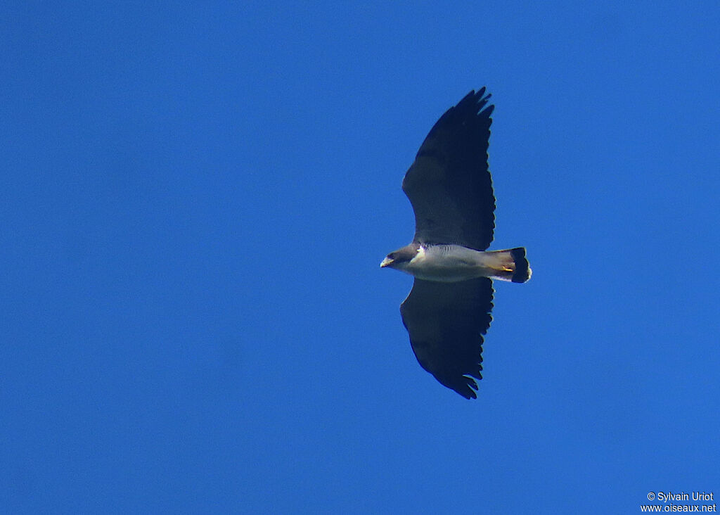 White-tailed Hawkadult