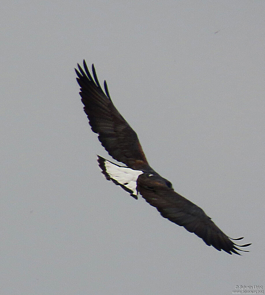 White-tailed Hawkadult