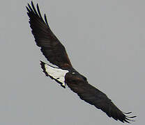 White-tailed Hawk