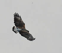 White-tailed Hawk