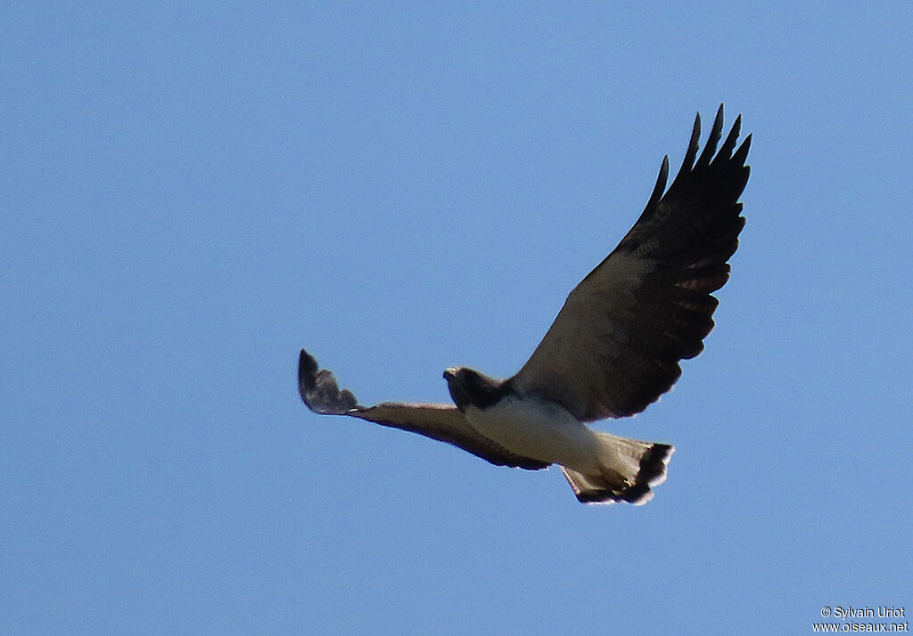 White-tailed Hawkadult