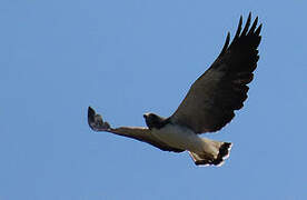 White-tailed Hawk