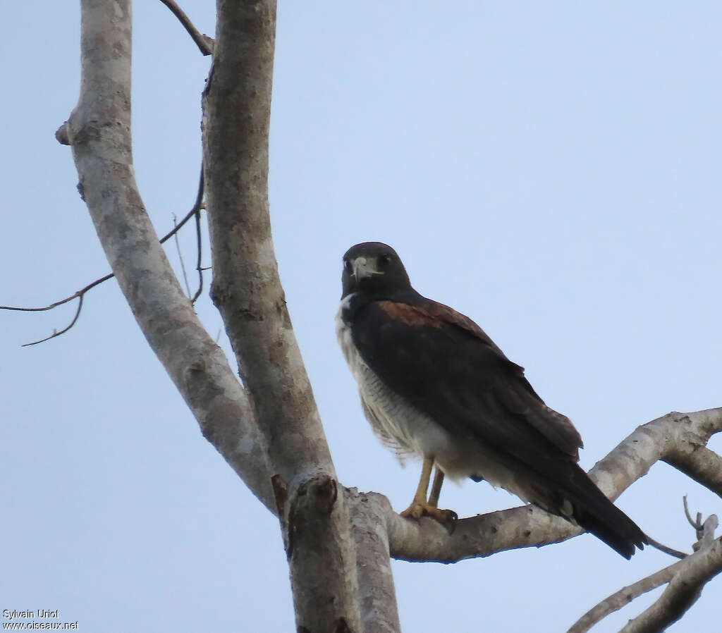 White-tailed Hawkadult, identification