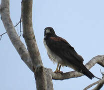 White-tailed Hawk