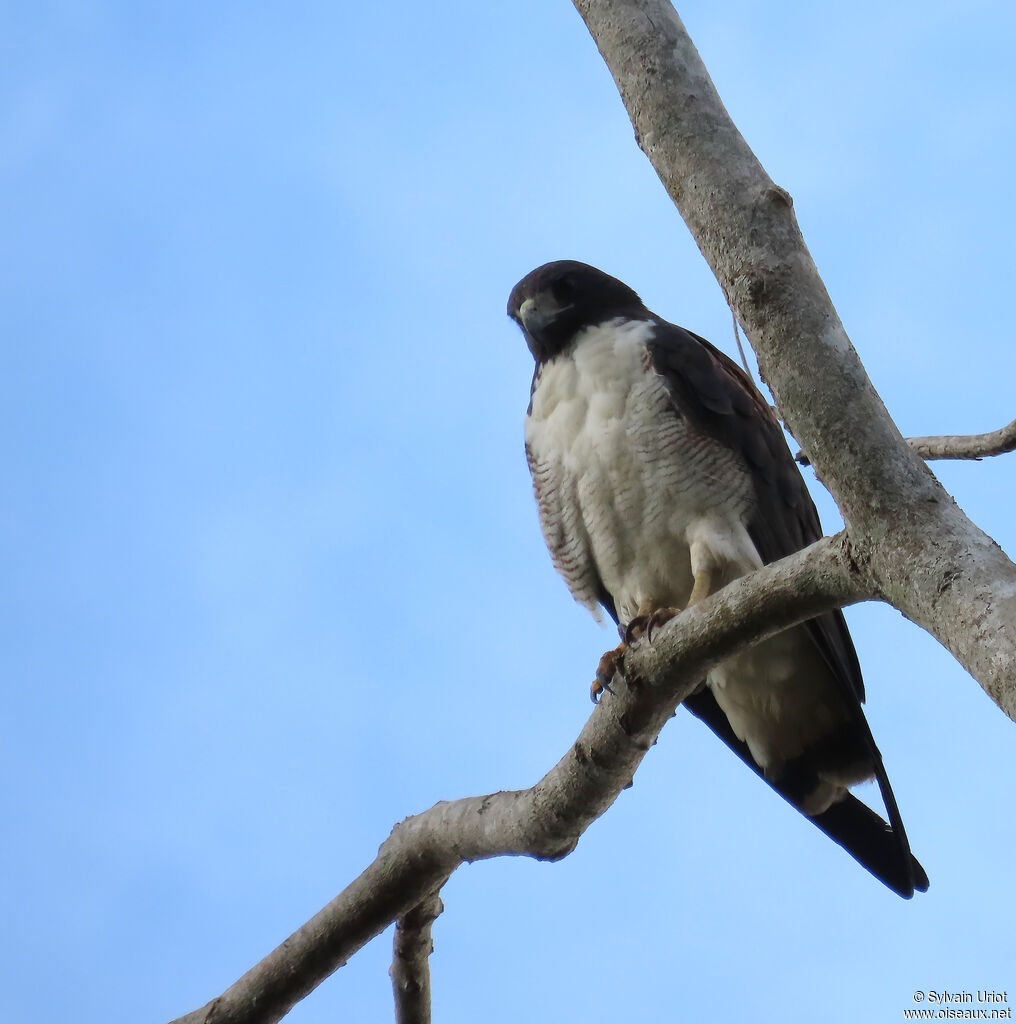 White-tailed Hawkadult