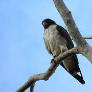 White-tailed Hawk