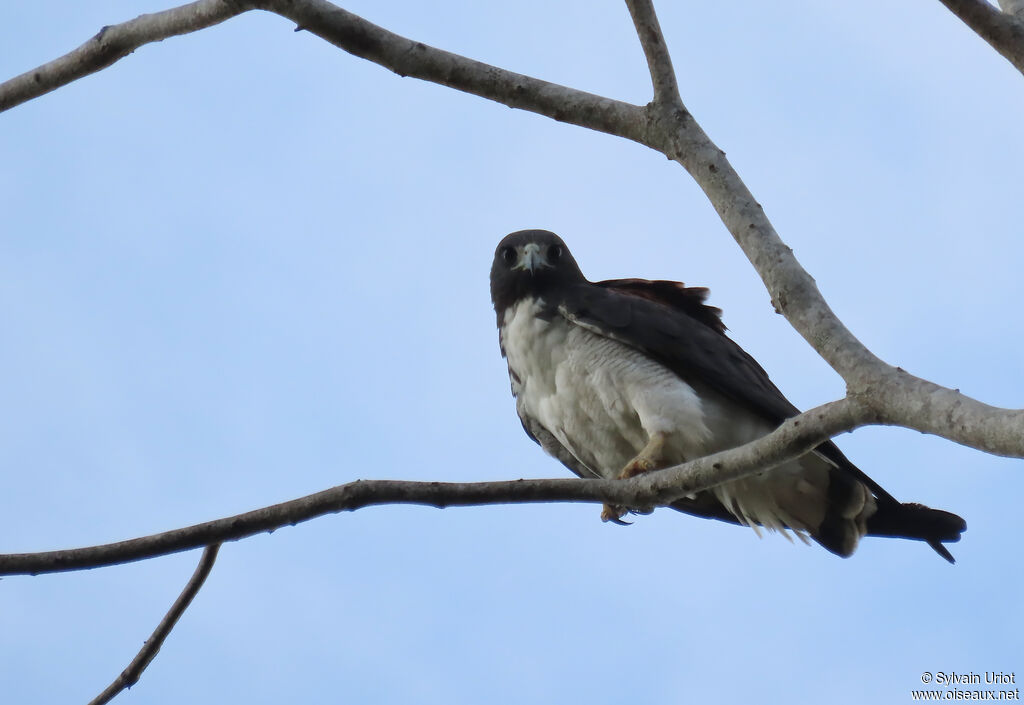 White-tailed Hawkadult