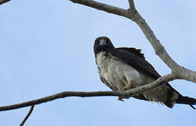 White-tailed Hawk