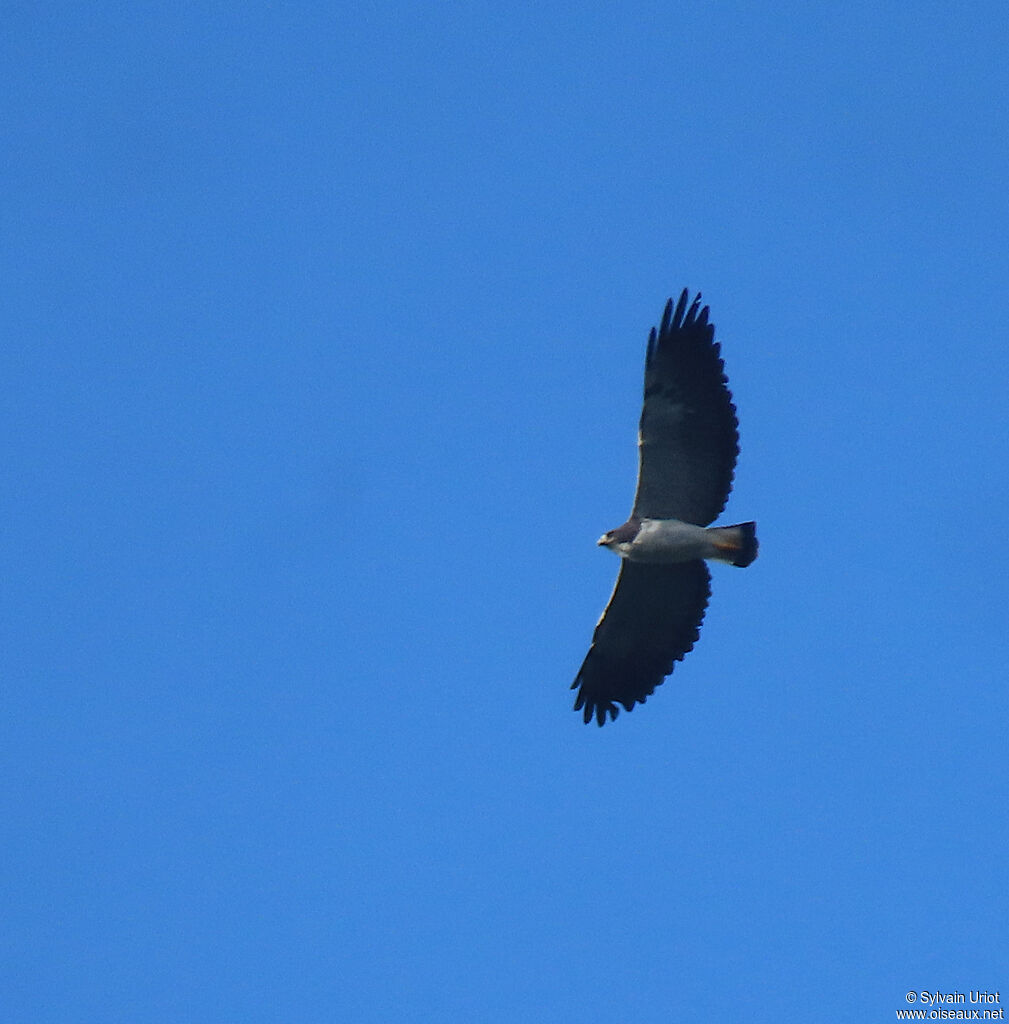 White-tailed Hawkadult