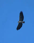 White-tailed Hawk