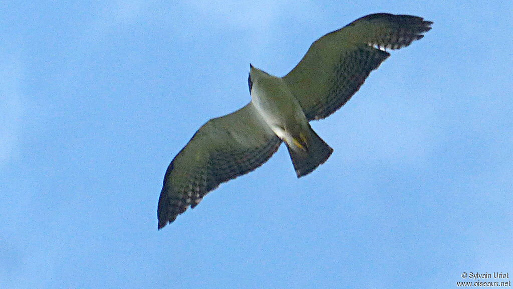 Short-tailed Hawkadult