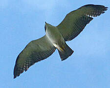 Short-tailed Hawk