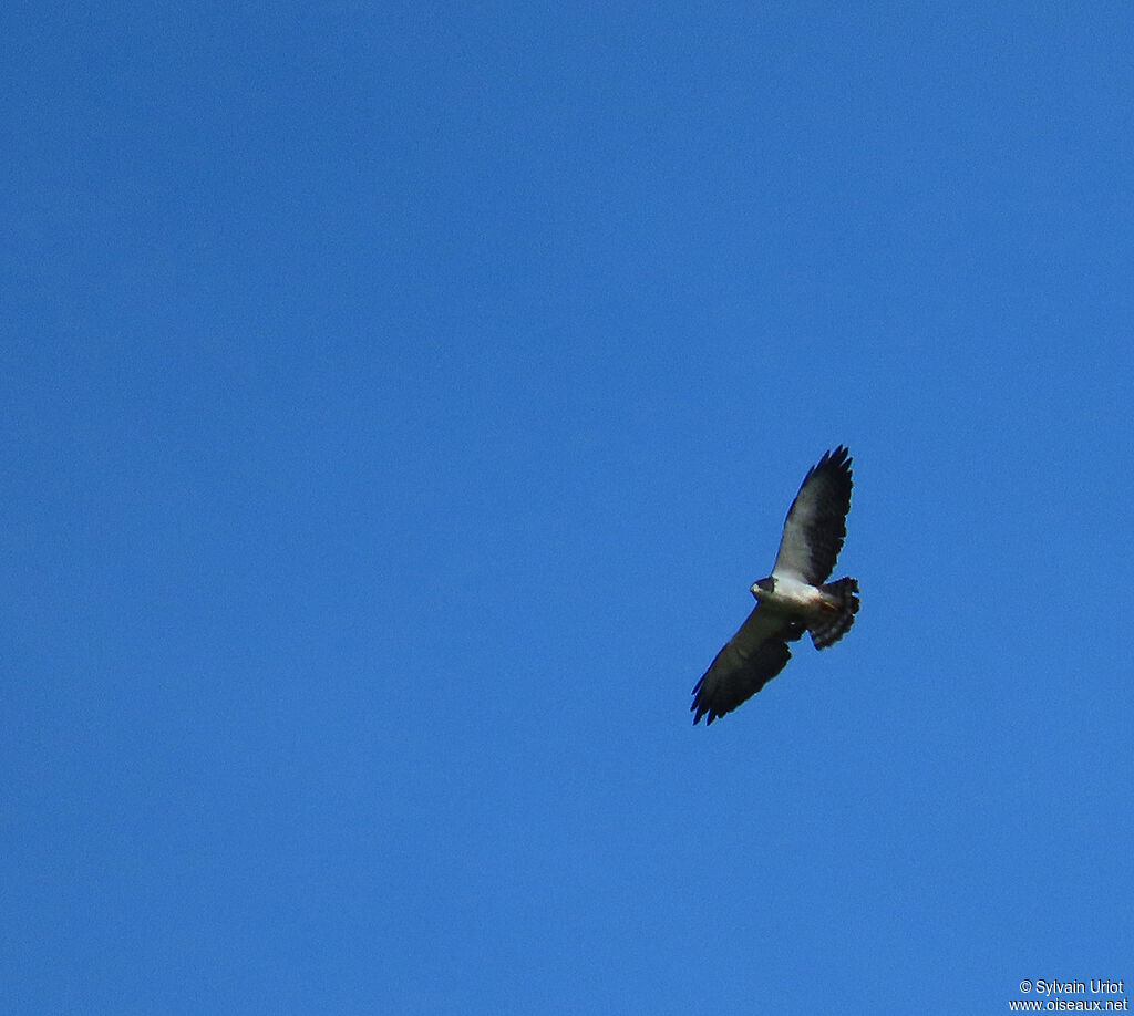 Short-tailed Hawkadult