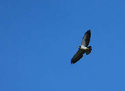 Short-tailed Hawk