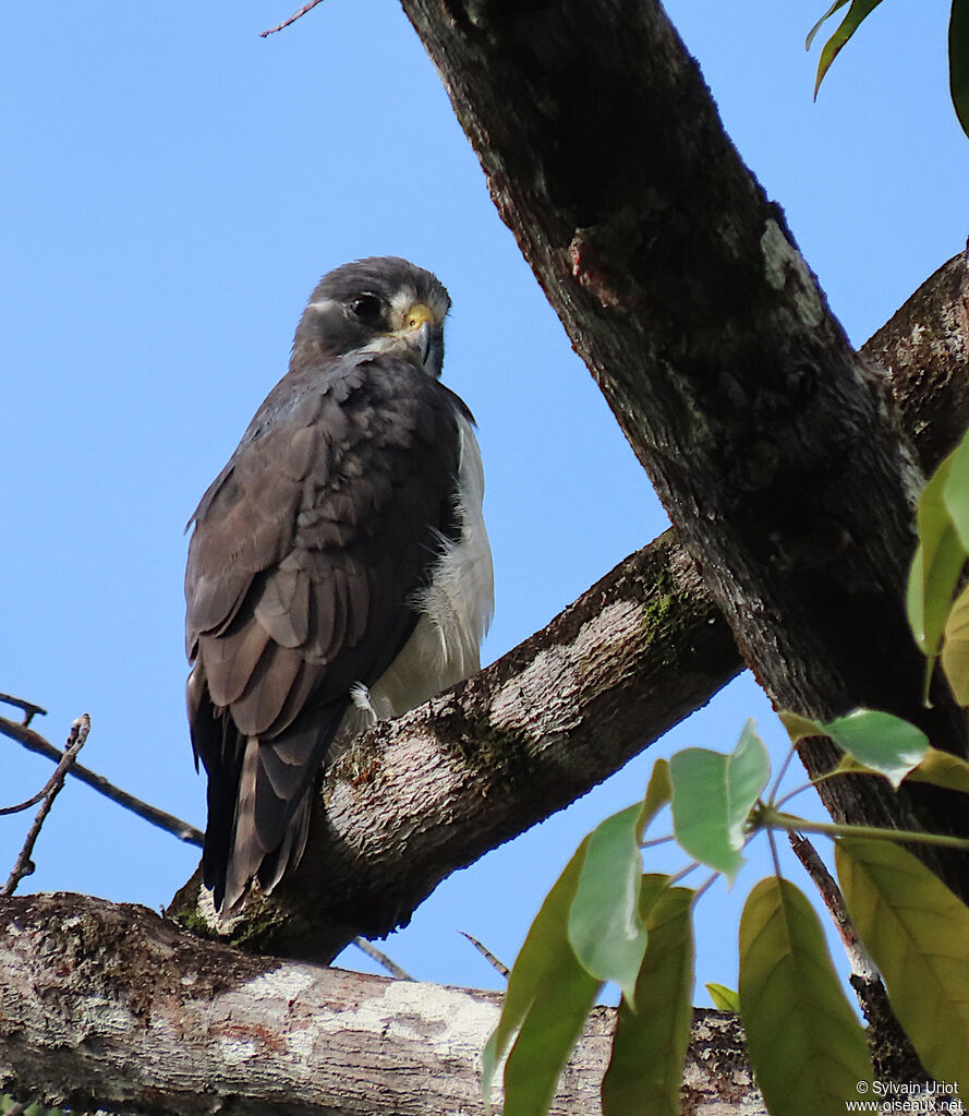 Short-tailed Hawkadult