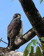 Short-tailed Hawk