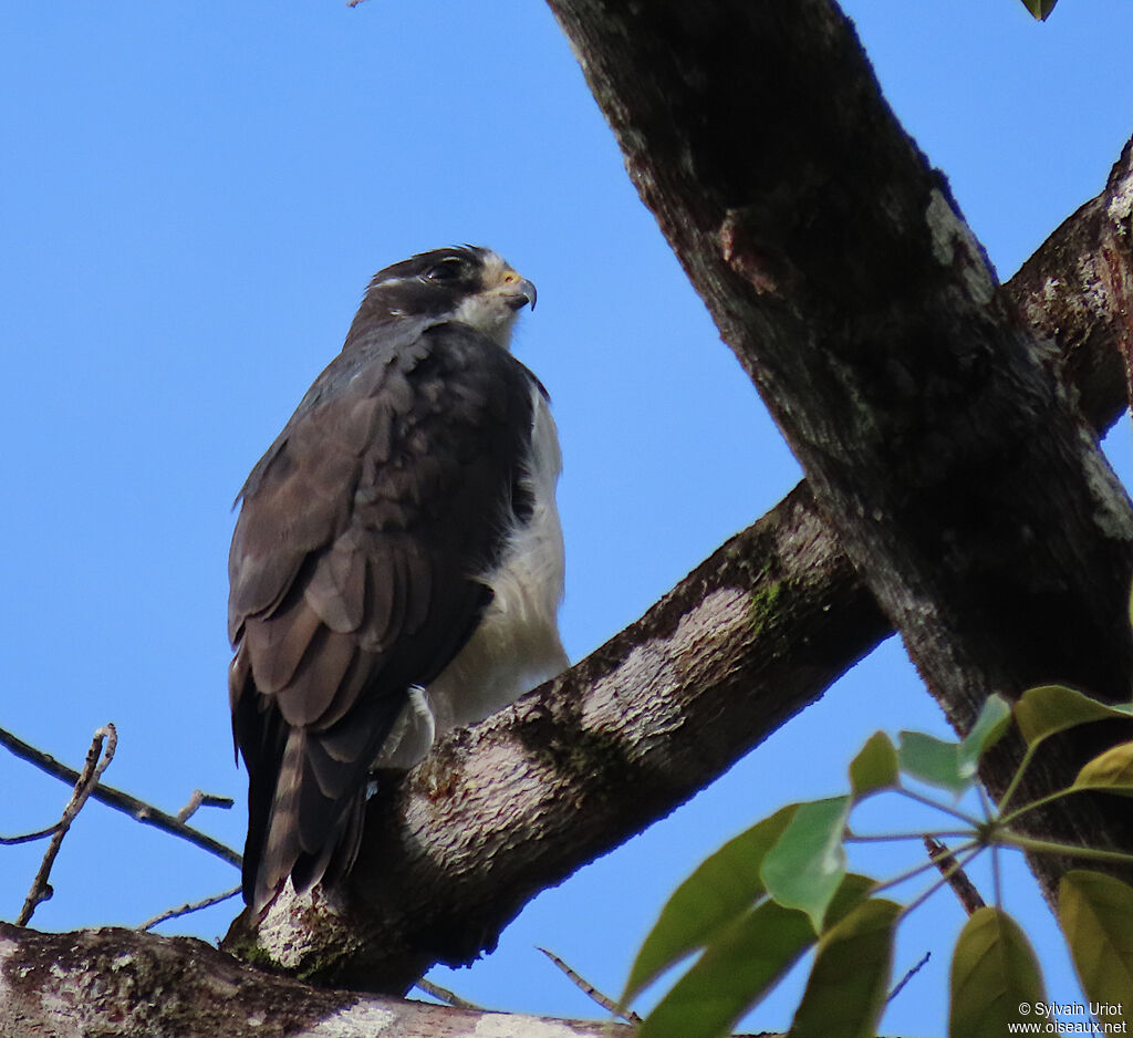 Short-tailed Hawkadult