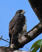 Short-tailed Hawk