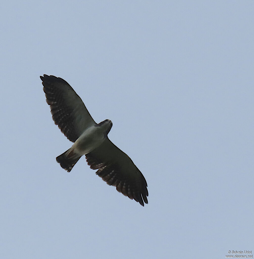 Short-tailed Hawkadult