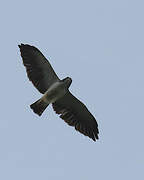 Short-tailed Hawk