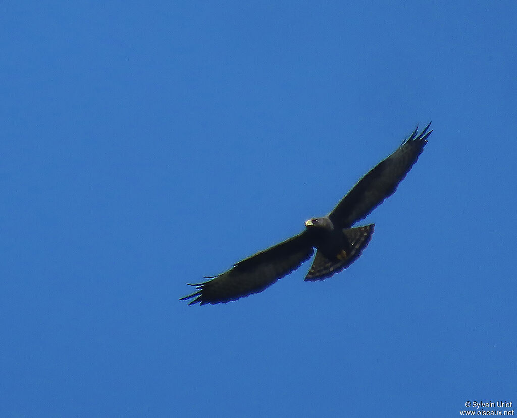 Short-tailed Hawkadult