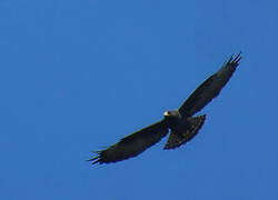 Short-tailed Hawk