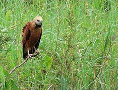 Black-collared Hawk