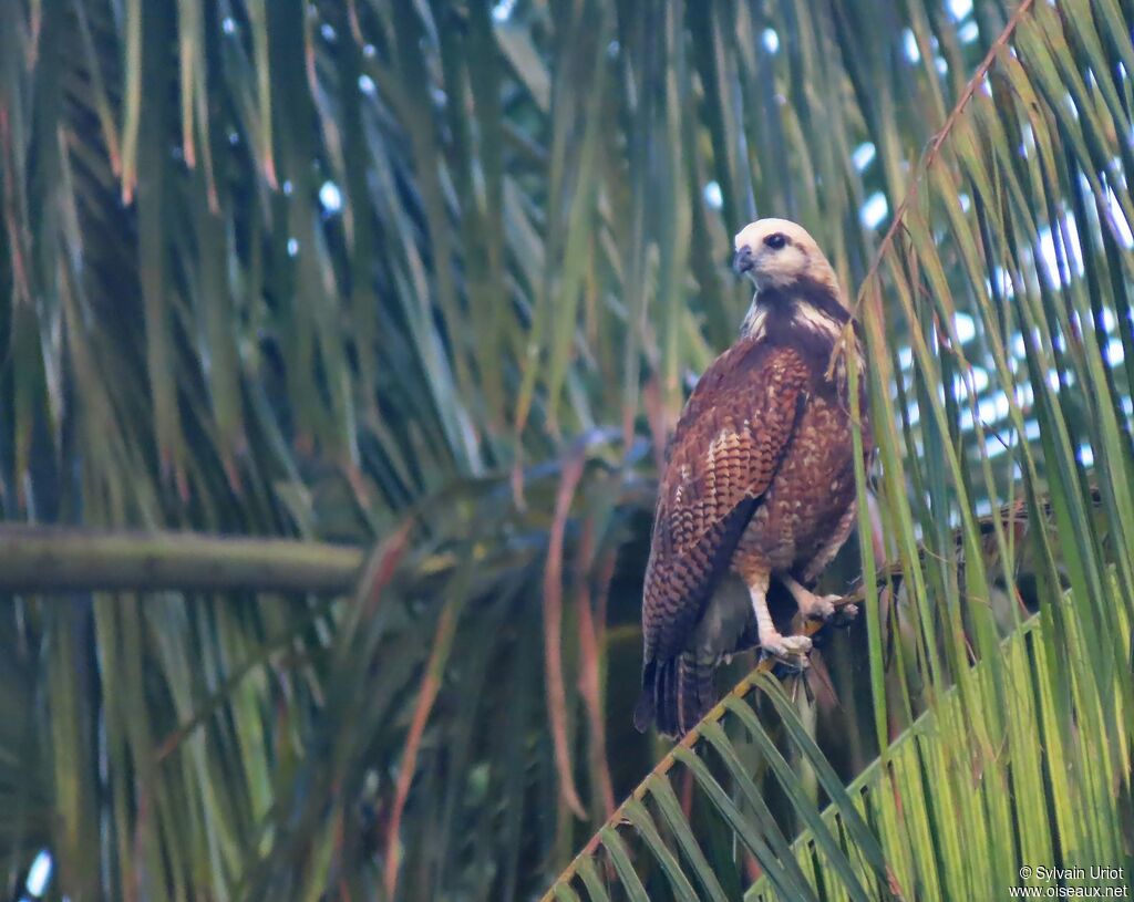 Black-collared Hawkjuvenile