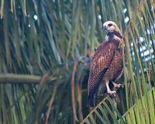 Black-collared Hawk