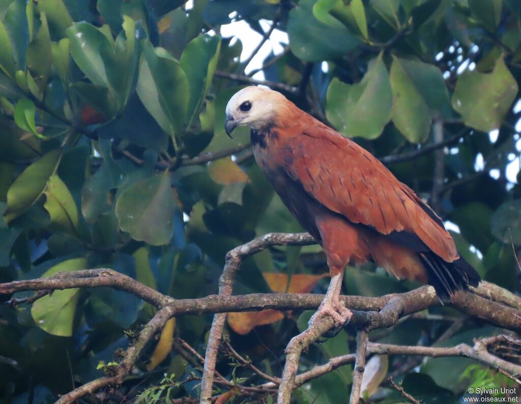 Black-collared Hawkadult