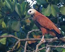 Black-collared Hawk