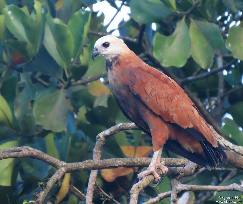 Black-collared Hawkadult