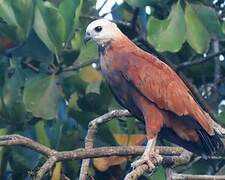 Black-collared Hawk